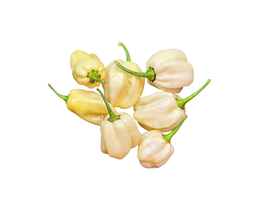 Moonlight Habanero