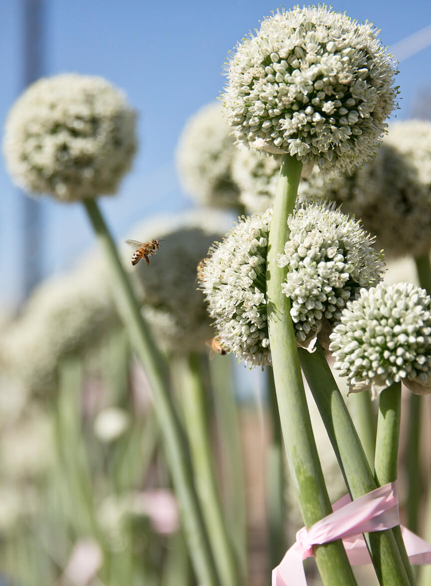 seed-technology