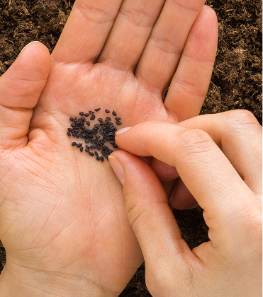 seeds on hand