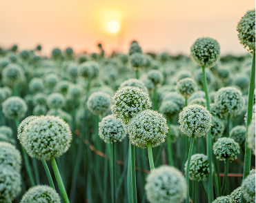 sustainability efforts
